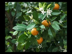 Catégorie médicinale de poudre de fines herbes de Hesperdin Methy Chalcone d'extrait
