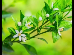 Emballage pur d'agrumes de poudre d'extrait de synéphrine de fines herbes 20KG/25KG